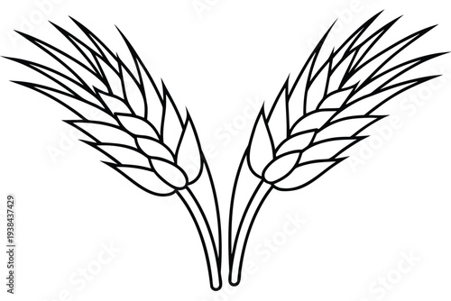 Wheat Ears, Cereal Grains