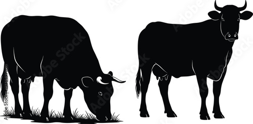 Cow silhouette vector illustration with grazing and standing poses, farm animal artwork concept for agriculture, livestock, dairy, rural lifestyle, educational design