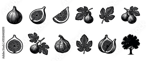 Collection of black and white fig illustrations in a vintage woodcut style, showing whole fruit, slices, leaves, branches, and a tree silhouette in a detailed botanical set