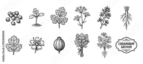 Coriander plant botanical illustration set showing the life cycle from seed and sprout to leaf, flower, and root in a vintage black and white hand-drawn engraving style