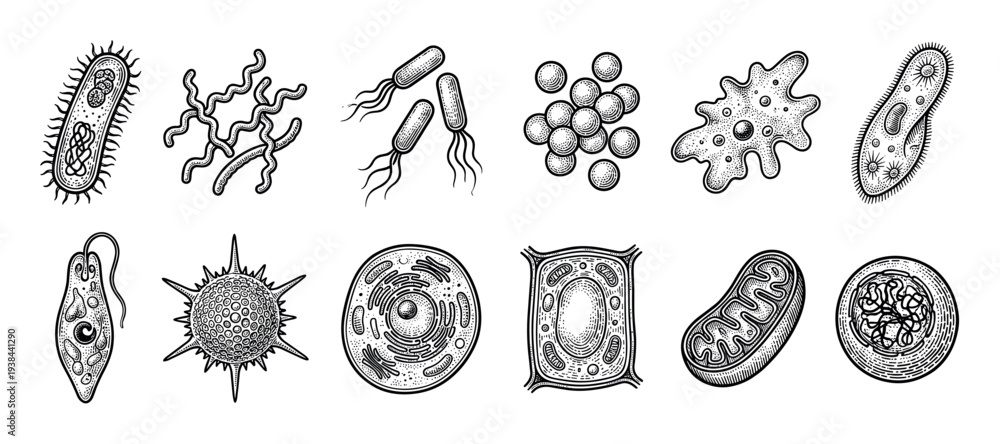 Fototapeta premium Collection of various microorganisms and cells including bacteria, protozoa, virus, and organelles drawn in a detailed black and white vintage engraving style for scientific illustration