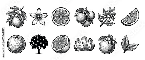 Black and white engraved orange fruit illustrations showing whole citrus, slices, leaves, blossoms, and a tree in a vintage botanical style