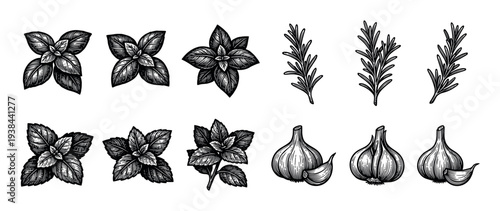 Collection of hand-drawn herbs and spices including basil, mint, rosemary, and garlic, depicted in a detailed black and white vintage engraving or woodcut illustration style