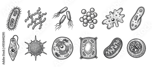 Collection of various microorganisms and cells including bacteria, protozoa, virus, and organelles drawn in a detailed black and white vintage engraving style for scientific illustration