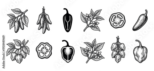 Set of vintage pepper illustrations in a detailed black and white engraving style, showing whole chili, habanero, and jalapeño pods, slices, bunches, and plant branches with flowers