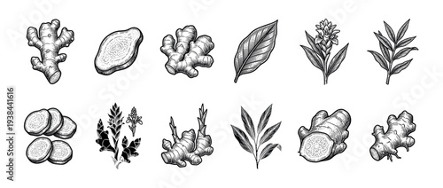 Ginger root, leaf, and flower set in a vintage black and white engraving style, showing the whole plant, rhizome, slices, and botanical details for culinary and medicinal use