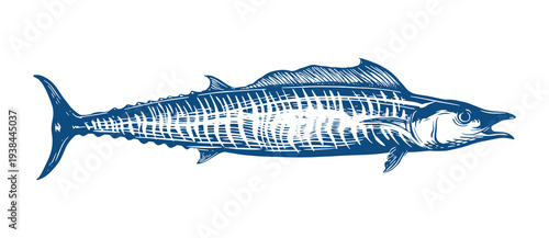 Hand drawin wahoo fish or ono, hawaiian ono fish. Fish illustration design for seafood, fishing and other wahoo fish product.