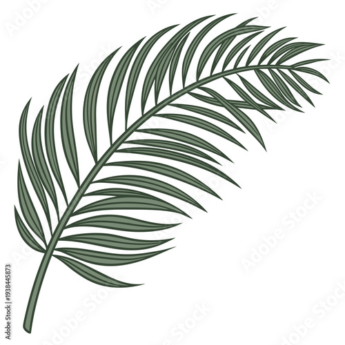 A single, elegant, green palm leaf with a white background. Vector