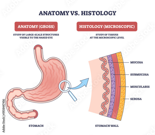 Anatomy vs histology comparison shows the stomach in gross view and a close-up of its wall layers, key objects, stomach, magnifying glass, labeled mucosa to serosa, transparent background.