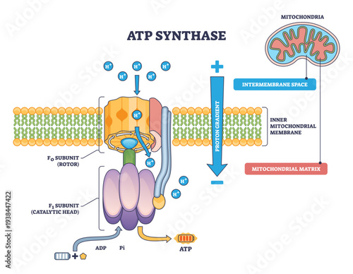 ATP synthase diagram shows proton gradient driving Fo rotor and F1 catalytic head in the inner mitochondrial membrane, making ATP from ADPandPi, key, Fo rotor, F1 head, proton flow.