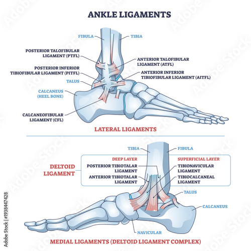 Ankle ligaments brief diagram illustrates lateral and medial support around tibia, fibula, and talus, clarifying injury zones and stability concept, transparent background.