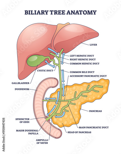 Biliary tree anatomy diagram showing bile flow pathways, liver, gallbladder, and common bile duct labeled to explain duct connections and pancreatic entry, transparent background.