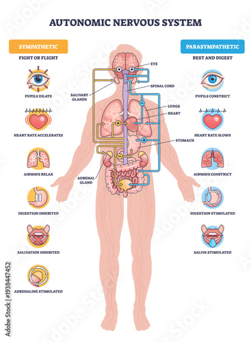 Autonomic nervous system brief diagram contrasts sympathetic fight-or-flight vs parasympathetic rest-and-digest, mapping nerves to organs, main objects, brain, heart, stomach, transparent background.