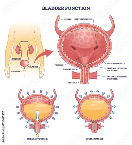 Bladder function shows urine storage and release, bladder, urethra, and ureters labeled to explain control of flow and anatomy, transparent background.