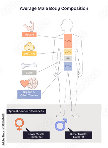 Body composition breakdown shows a male silhouette with muscle, fat, bone percentages and gender differences for context, key objects, silhouette, percent bars, icons, transparent background.