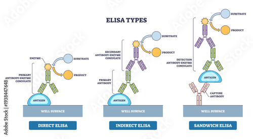 ELISA types diagram showing direct, indirect, and sandwich formats, illustrates antigen binding with primary-secondary antibodies in microplate wells to generate detectable product.