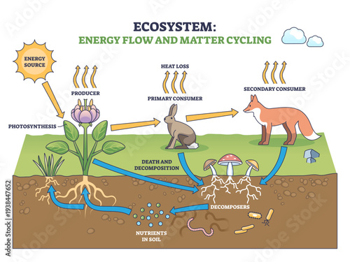 Ecosystem energy transfer and matter cycling shown from sun to plant to fox, returning nutrients to soil, transparent background.