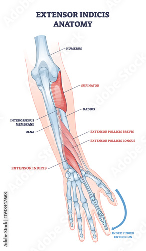 Extensor indicis anatomy highlights muscle and tendon enabling index finger extension, with radius and ulna labeled for context, key focus, extensor indicis, tendon, index finger.