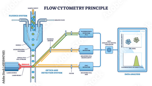 Flow cytometry principle visualizes single-cell stream hit by laser and measured by FSC-SSC fluorescence for data analysis, key objects, cell stream, laser, detectors, transparent background.