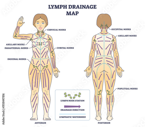 Lymph drainage map diagram illustrates anterior and posterior human body, highlighting lymph nodes, drainage arrows, and watersheds for manual lymphatic therapy guidance, transparent background.