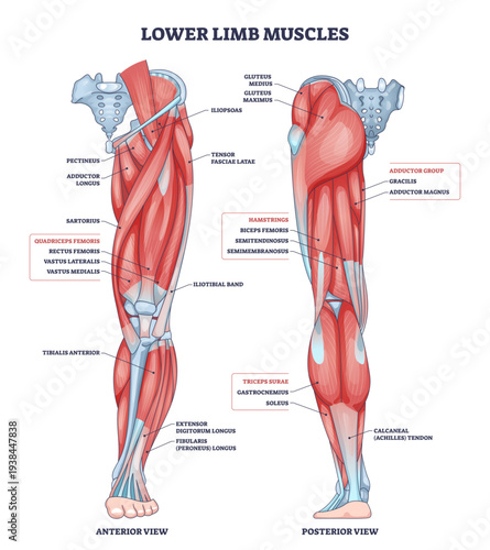 Lower limb muscles diagram showing anterior and posterior views with labeled quadriceps, hamstrings, and gastrocnemius for study and anatomy reference, transparent background.