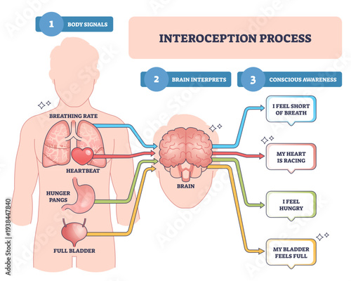 Interoception process outline explains body signals interpreted by the brain to form conscious feelings, key visuals, brain, heart, lungs, transparent background.