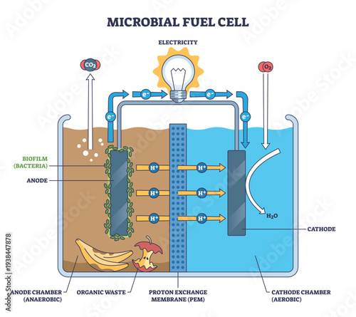 Microbial fuel cell diagram showing bacteria converting organic waste to electricity, clear flow at anode, proton exchange membrane, and cathode highlighted, transparent background.