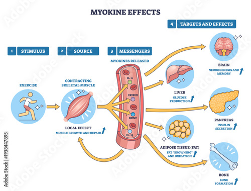 Myokine effects overview shows runner, muscle fiber, and organ targets, exercise triggers myokines (IL-6, irisin) linking muscle to brain, liver, fat, pancreas, bone, transparent background.