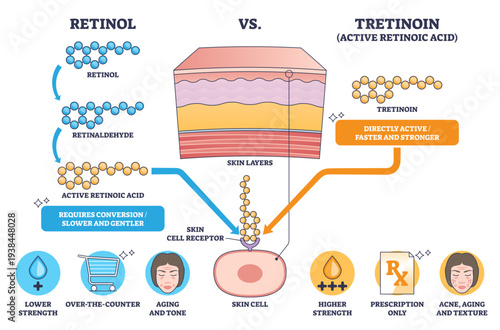 Retinol vs Tretinoin compares conversion vs direct activity with skin layers, molecules, and a skin cell receptor to show strength and use differences, transparent background.