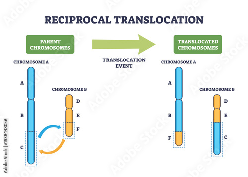 Reciprocal translocation brief diagram shows chromosome A and B exchanging segments via arrows, illustrating genetic material swap during the translocation event, transparent background.