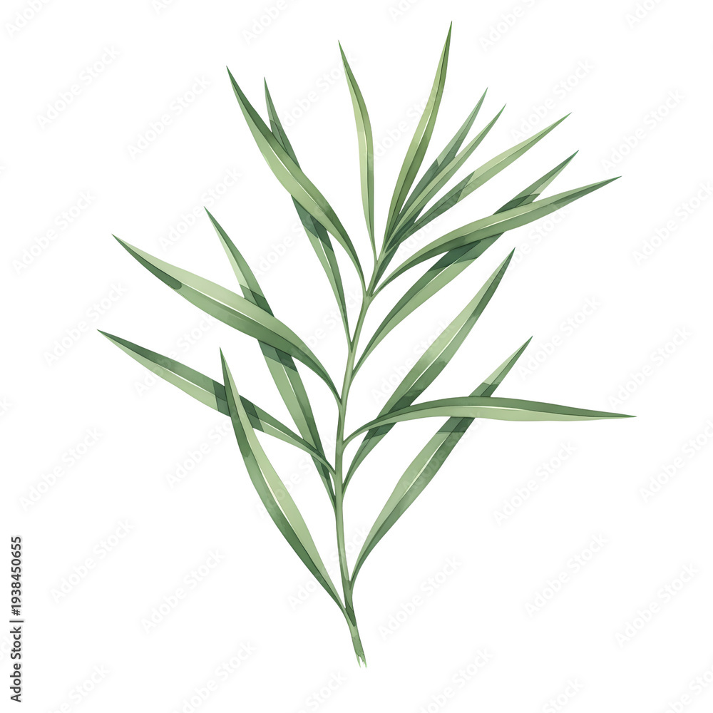 Fototapeta premium A delicate botanical illustration featuring a slender green branch with long pointed needle leaves