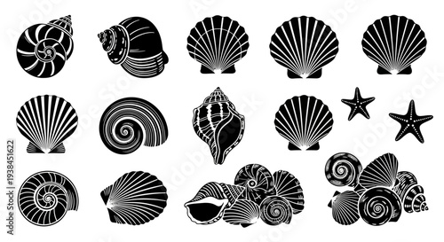 Collection of Black and White Seashells and Starfish Illustrations