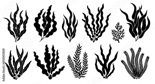 Black and white illustration of various types of seaweed and aquatic plants