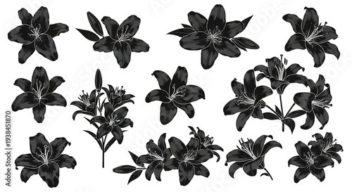 Black Lily Flower Collection Isolated on White Background, Floral Design Elements
