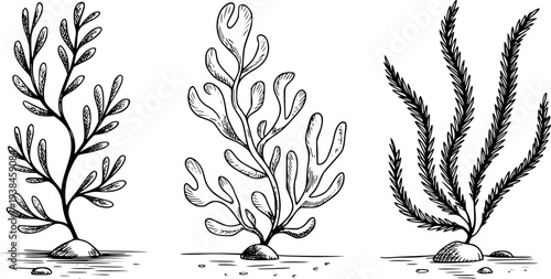 Distinct black and white ink of seaweed varieties anchored to rocks a sandy seabed