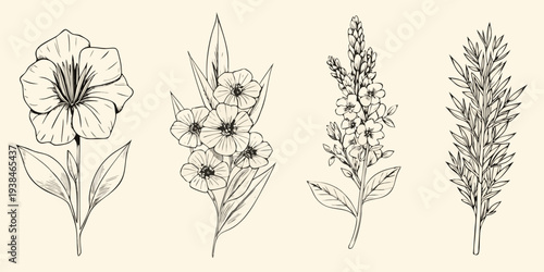 Vintage botanical illustration of diverse wildflowers and foliage
