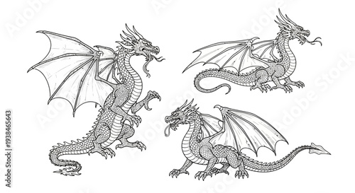 Collection of Three Mythical Dragons in Detailed Line Art Style