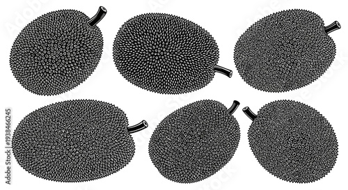 Set of six black and white illustrations of jackfruits, isolated on white background