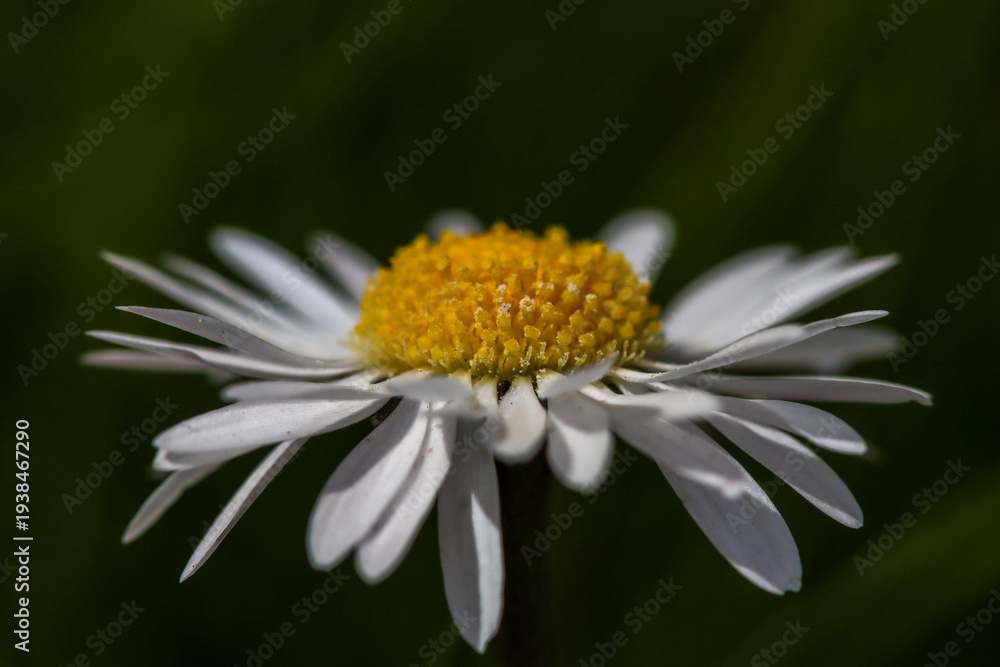 Fototapeta premium daisy flower macro