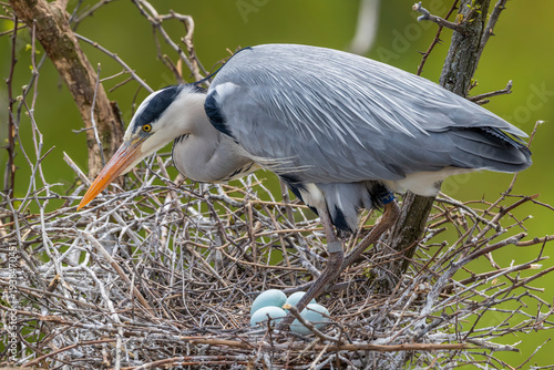 Grey heron protecting eggs in nest in Prague
