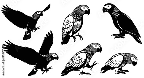 African Grey Parrot Silhouettes: Flying, Perching, and Standing Poses