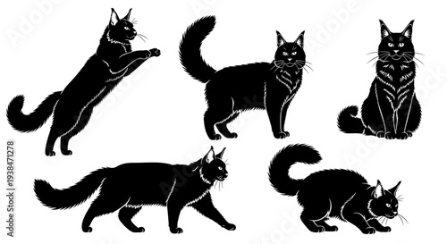 Black Maine Coon Cats Silhouettes: Playful and Majestic Poses
