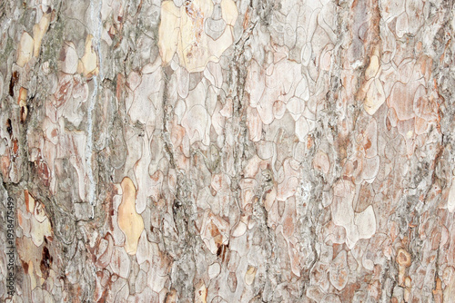 Natural background from a section of a sycamore tree trunk
