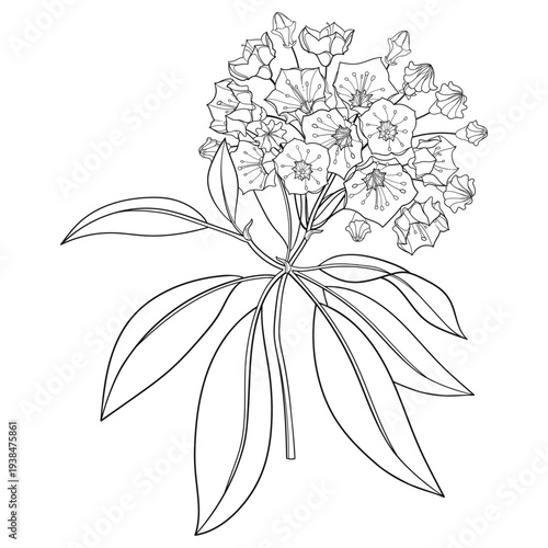 Branch of outline blossoming Kalmia latifolia or mountain laurel flowers and leaves in black isolated on white background.