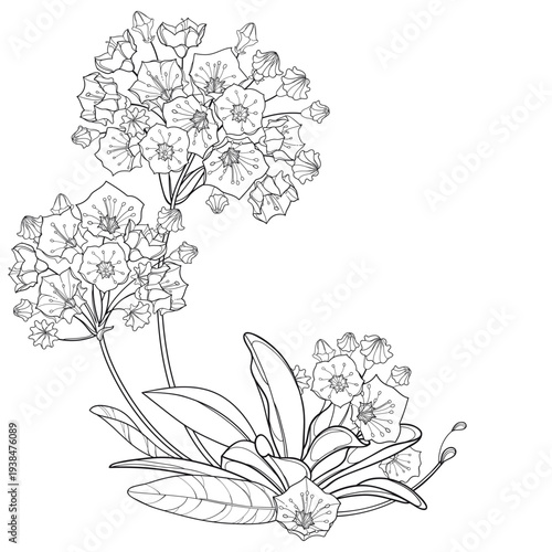 Corner bouquet of outline Kalmia latifolia or mountain laurel flowers and leaves in black isolated on white background.