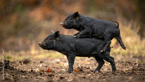 Two little black piglets playfully interacting in a grassy field with a blurred wooded background