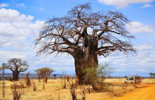 Baobab or  boab, boaboa, bottle tree, upside-down tree, and monkey bread tree Tarangire National Park is the sixth largest national park in Tanzania after Ruaha, Serengeti, Mikumi, Katavi and Mkomazi
