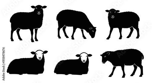 Black Sheep Silhouettes Collection: Standing, Grazing, Lying Down Poses
