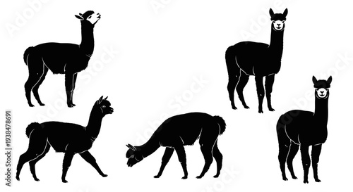 Black Silhouette Alpaca Herd Standing and Grazing on White Background