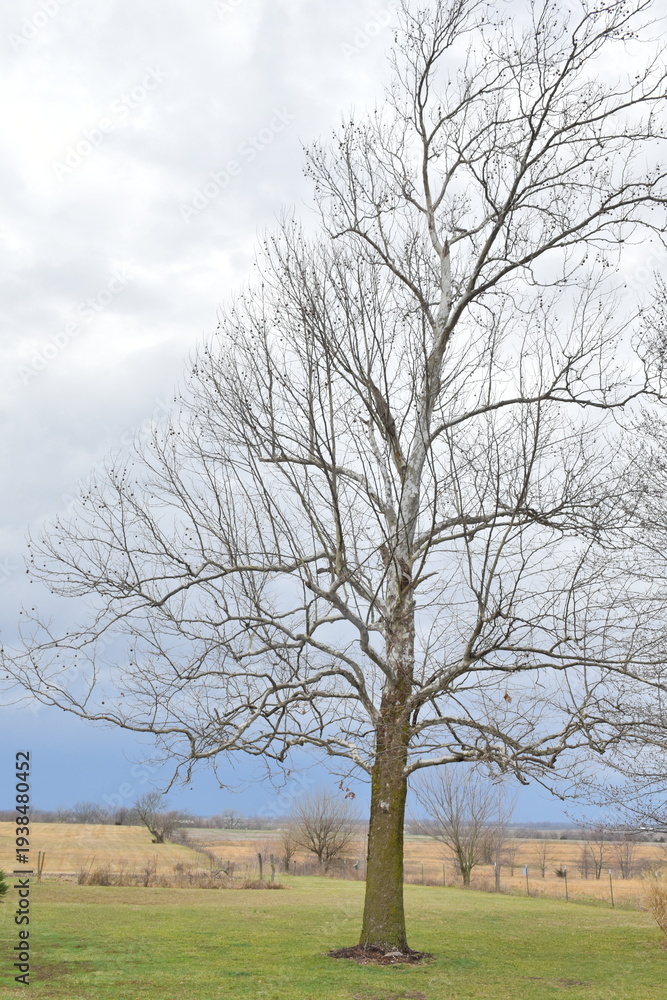 Obraz premium Bare Sycamore Tree